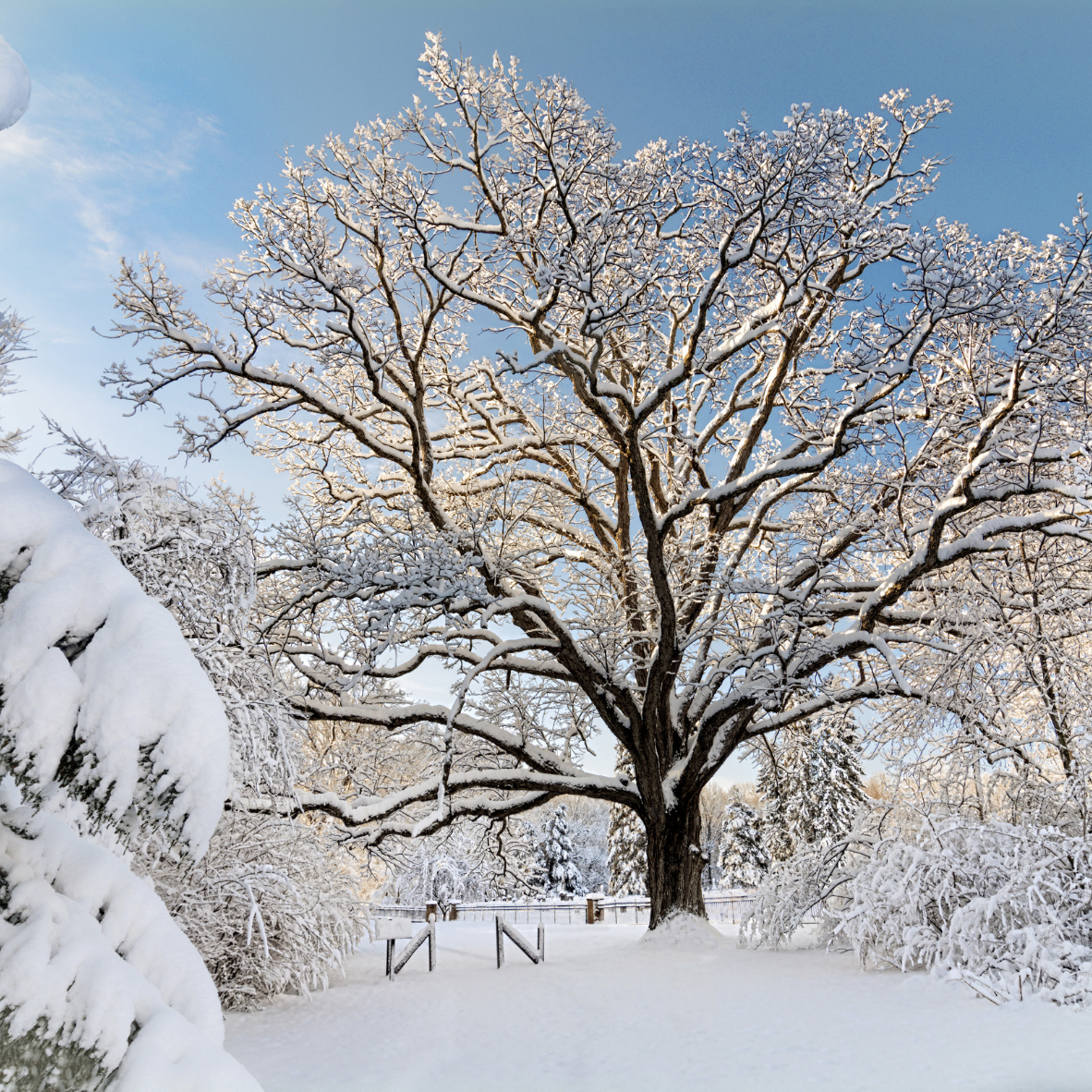 ohio-winter-tree